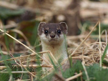 Животный мир Ленинградской области