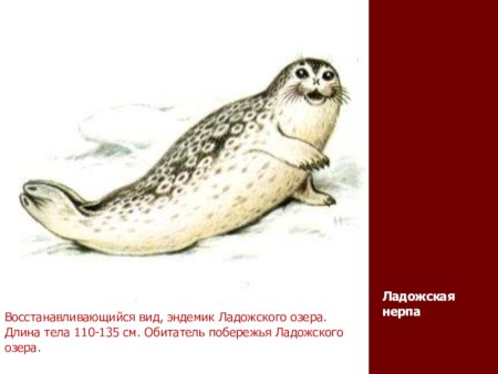 Ладожская Нерпа красная книга