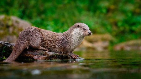 Выдра Lutra Lutra Linnaeus
