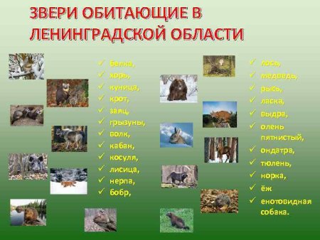 Животные Ленинградской области