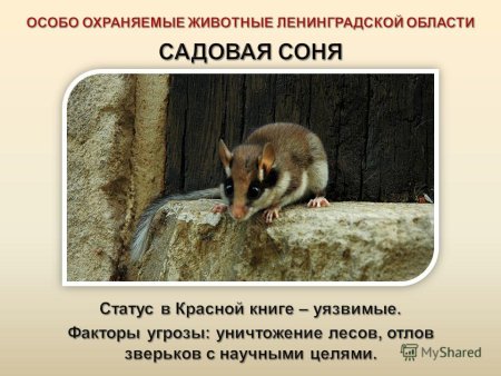 Животное Ленинградской области занесенные в красную книгу