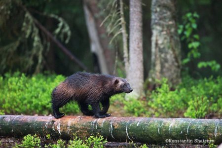 Животные Карелии