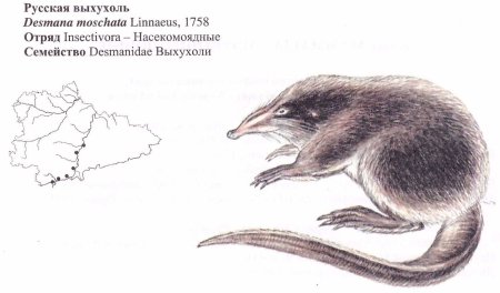 Русская выхухоль Desmana moschata Linnaeus, 1758