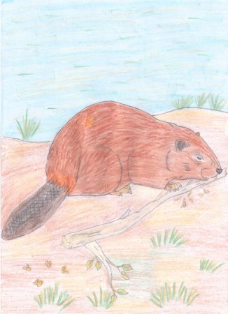 Западносибирский Речной Бобр (Castor Fiber Pohlei Serebrennikov, 1929)