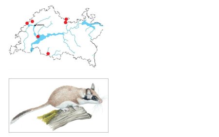 Соня Садовая Ариал обиьания