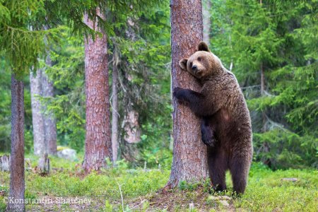 Константин Шатенев