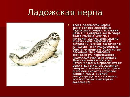 Ладожская Нерпа красная книга Ленинградской области