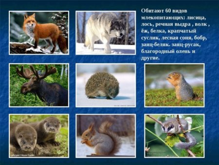 Животные обитающие в Воронежской области