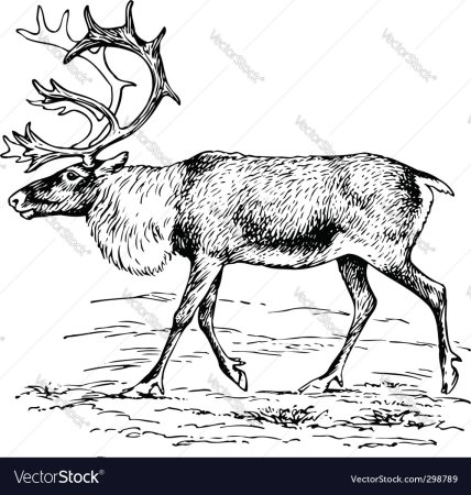 Северный олень вид сбоку рисунок