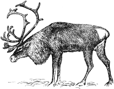 Северный олень вид сбоку