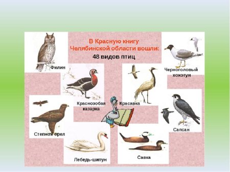 Растения и животные красной книги Челябинской области