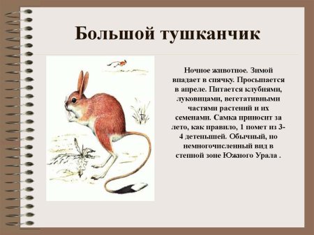 Большой тушканчик красная книга Челябинской области