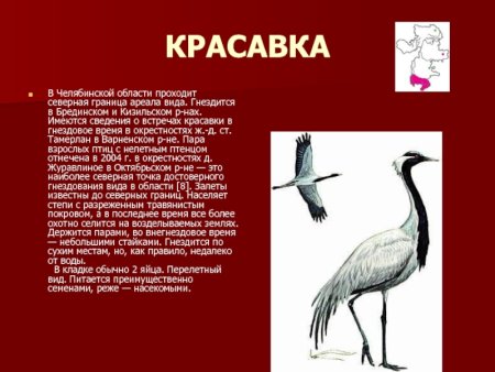 Красная книга Челябинской области птицы