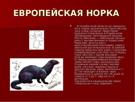 Европейская норка красная книга Челябинской области