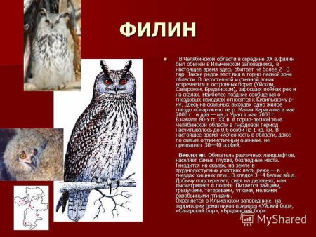 Филин красная книга Челябинской области