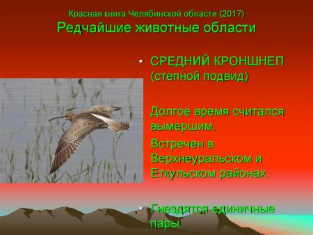 Животные Челябинской области занесенные в красную книгу