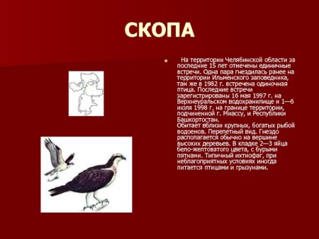 Птицы Челябинской области занесенные в красную книгу