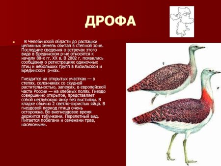Животные из красной книги Челябинской области