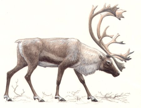 Северный олень для детей