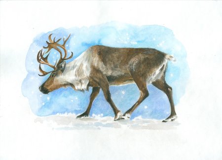 Северный олень самец и самка