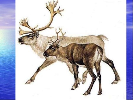 Набросок Северного оленя