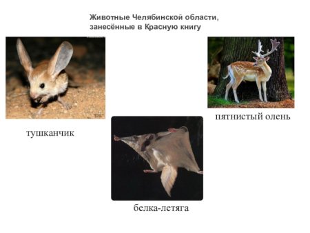 Животные Челябинской области занесенные в красную книгу