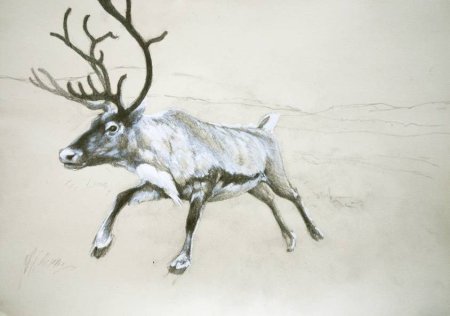 Северный олень раскраска