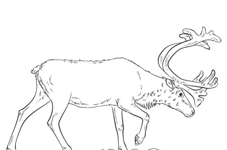 Северный олень карточка