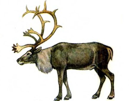 Раскраска "Дикие животные"