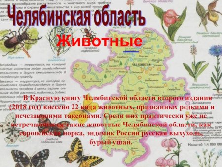 Красная книга Челябинской области окружающий мир 2 класс