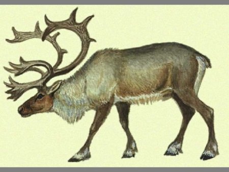 Олень раскраска