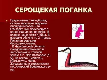 Серощекая поганка красная книга Челябинской области