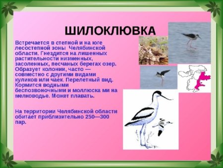 Животные из красной книги Челябинской области