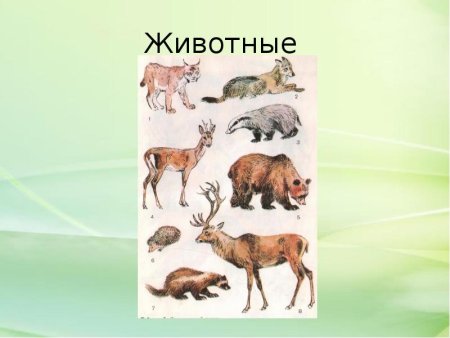 Красная книга Челябинской области книга животные