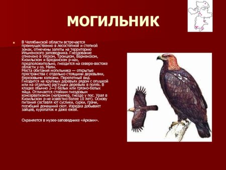 Красная книга Урала животные Челябинской области