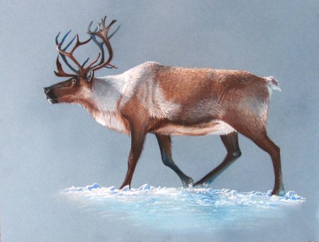 Олень раскраска для детей