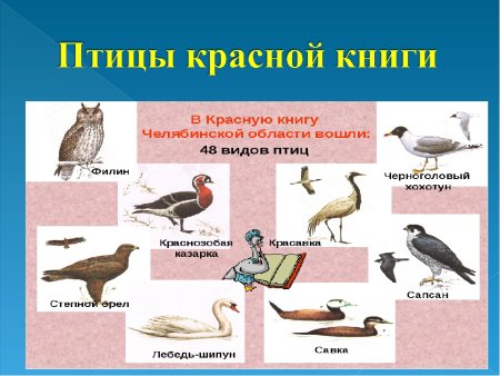 Птицы красной книги