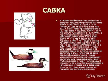 Утка Савка красная книга Челябинской области
