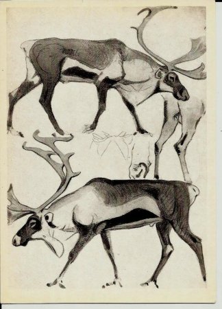 Северный олень раскраска