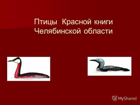 Птицы из красной книги Челябинской области