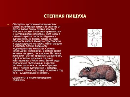 Животное из красной книги Челябинской области