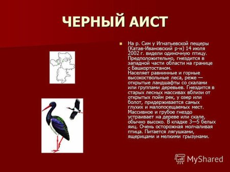 Черный Аист красная книга Башкортостана