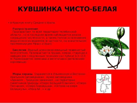 Красная книга Челябинской области кувшинка белая