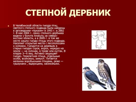 Птицы из красной книги Челябинской области