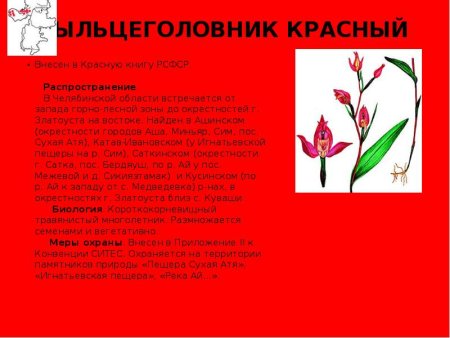Растения Челябинской области занесенные в красную книгу России