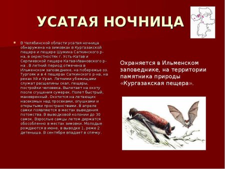 Животные красной книги Челябинской области