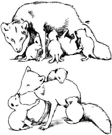 Как животные заботятся о своих детенышах