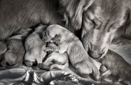 Забота о потомстве у животных