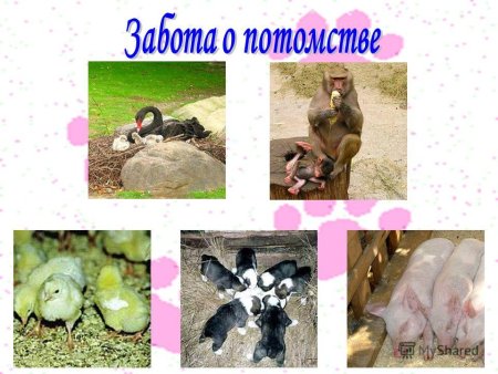 Забота животных о детенышах