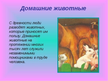 Рассказ о домашних животных
